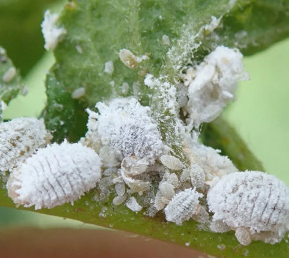 Can mealybugs kill your houseplants?