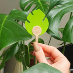 Monstera Leaf Traps