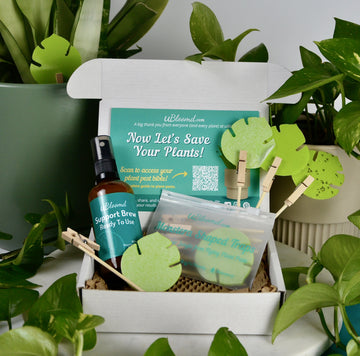 Open image in slideshow, Anti-Gnat Kit