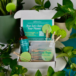 Open image in slideshow, Anti-Gnat Kit