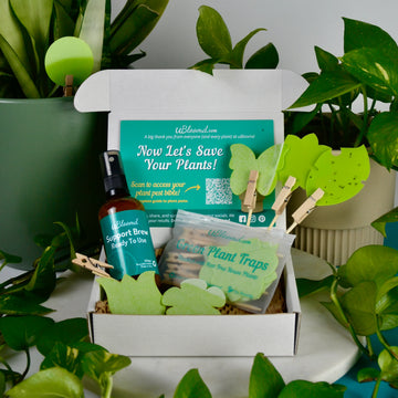 Open image in slideshow, Anti-Gnat Kit