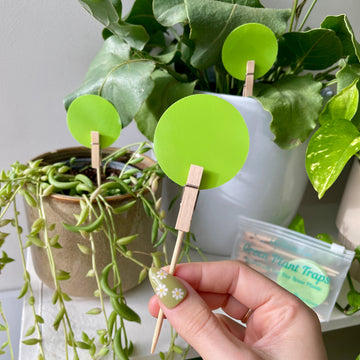 Open image in slideshow, Anti-Gnat Kit