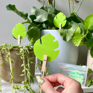 Open image in slideshow, Anti-Gnat Kit