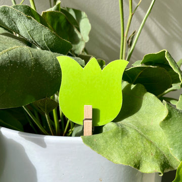 Open image in slideshow, Anti-Gnat Kit