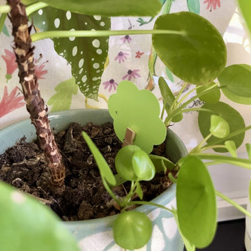 Open image in slideshow, Anti-Gnat Kit