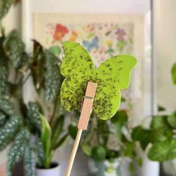 Open image in slideshow, Anti-Gnat Kit