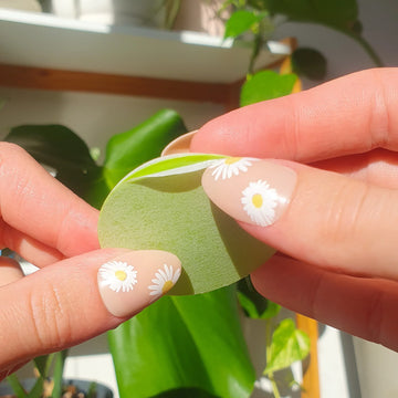 Open image in slideshow, Anti-Gnat Kit