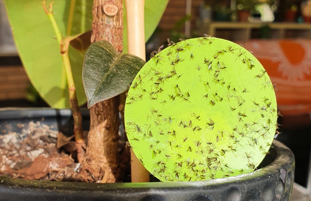 A green circle trap covered in fungus gnats 