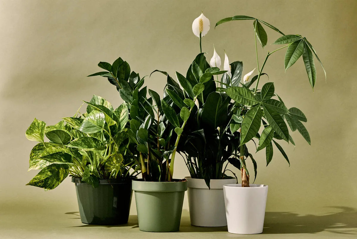 7 Essential Tips to Prepare Your Indoor Plants for Autumn