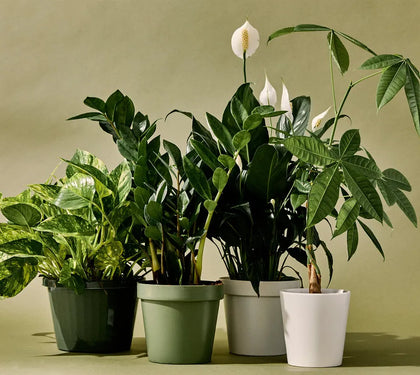 7 Essential Tips to Prepare Your Indoor Plants for Autumn