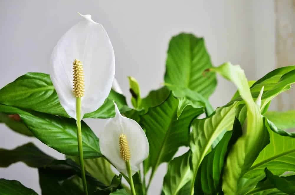 Indoor plant with white flowers deals
