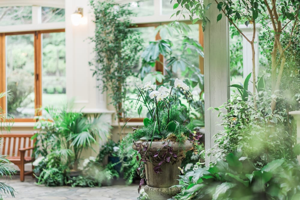 Preparing Your Indoor Plants for Spring