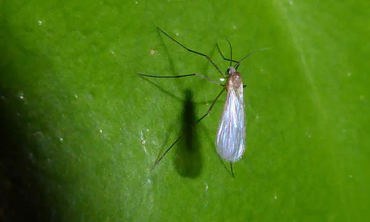 Does Your Indoor Plant Have Fungus Gnats?