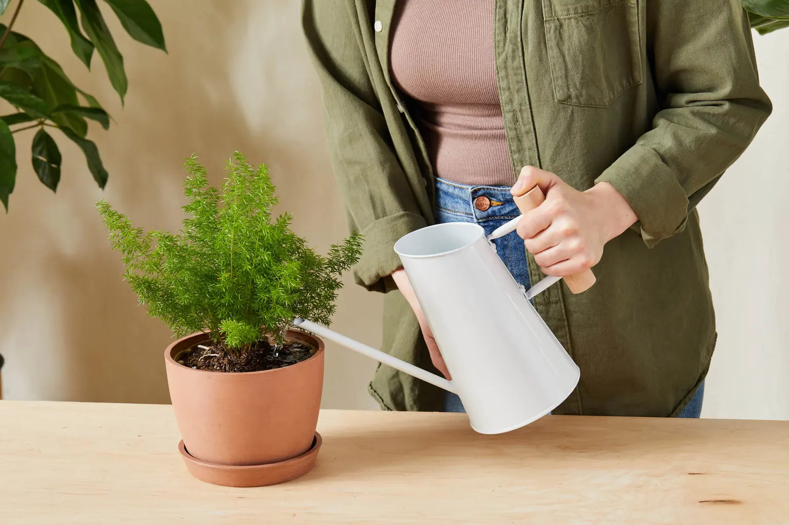 The Art of Watering Indoor Plants: A Plant Expert's Guide