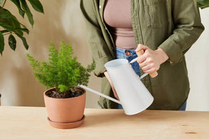 A Green Thumb's Guide to Watering Indoor Plants