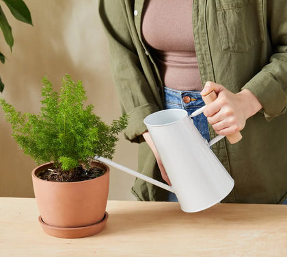 The Art of Watering Indoor Plants: A Plant Expert's Guide