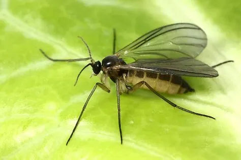 Are Fungus Gnats Harmful?