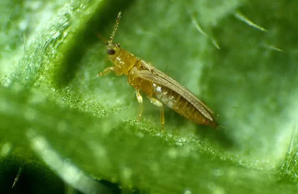 How To Get Rid of Thrips