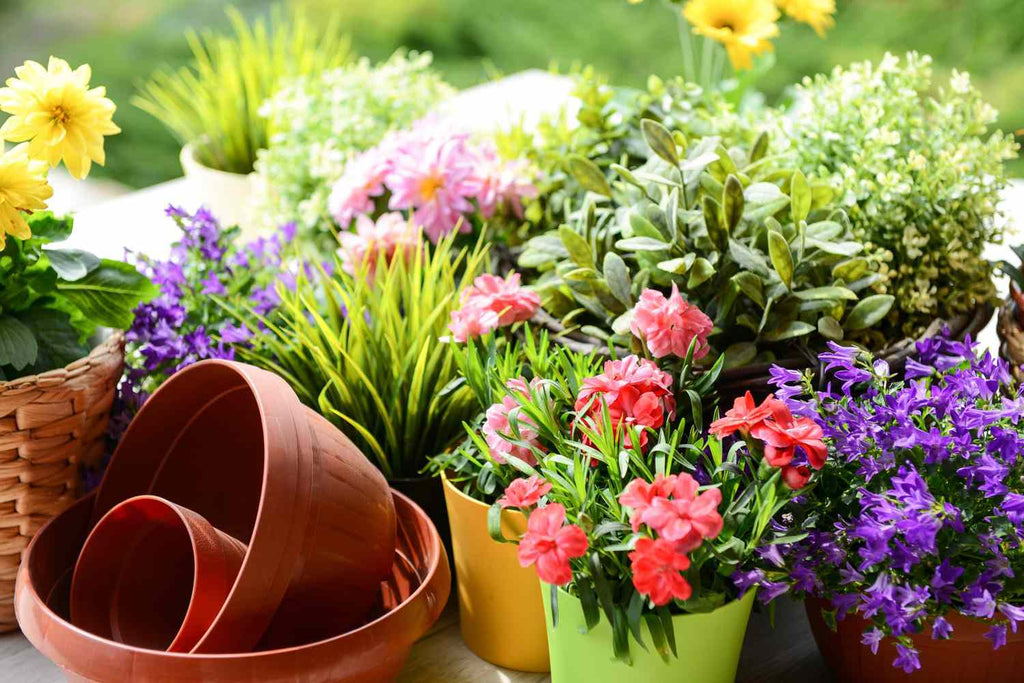 Why Do Houseplants Thrive in Spring?