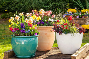 3 Tips to Get Flowers on Your Potted Plants