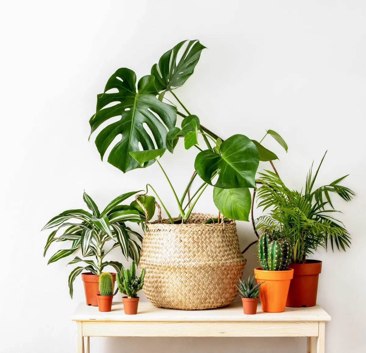 4 Tips for Styling Indoor Plants