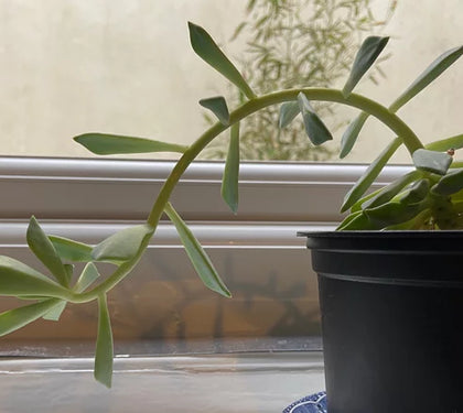 Rotating your indoor plants