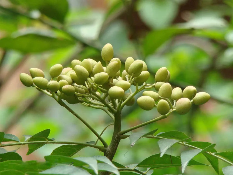 What is Neem Oil?