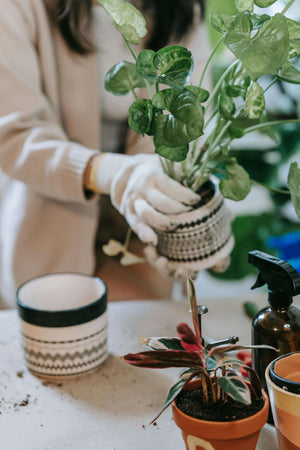 Repot Your Plants Before Winter Dormancy