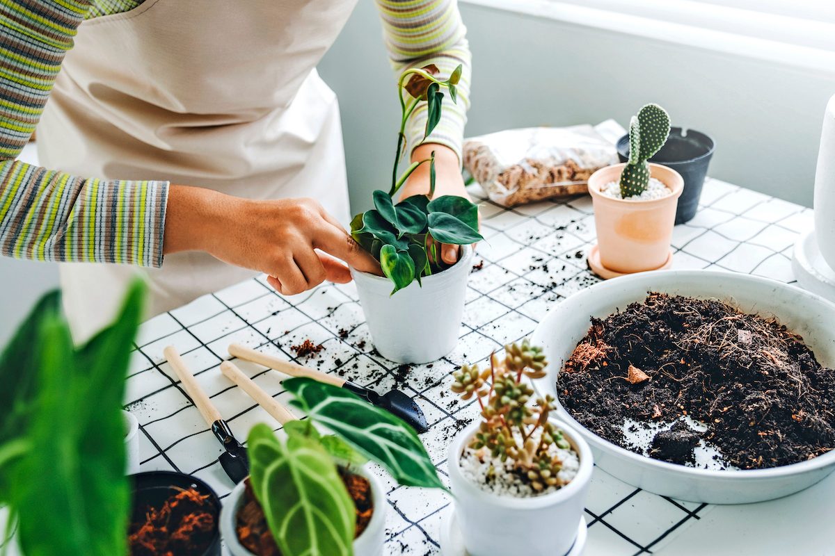 5 Tips To Protect Your Indoor Plants From Pests