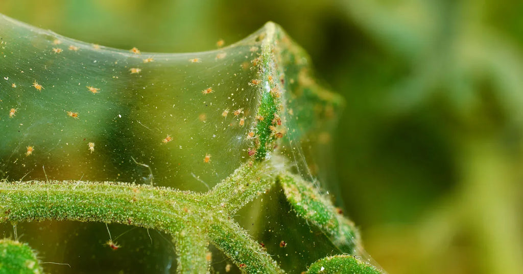 Indoor plant bugs in soil