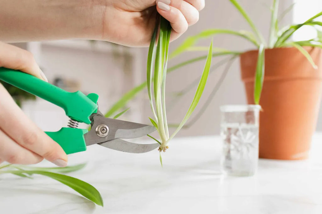 5 Techniques for Propagating your Houseplants