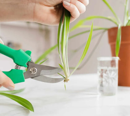 5 Techniques for Propagating your Houseplants