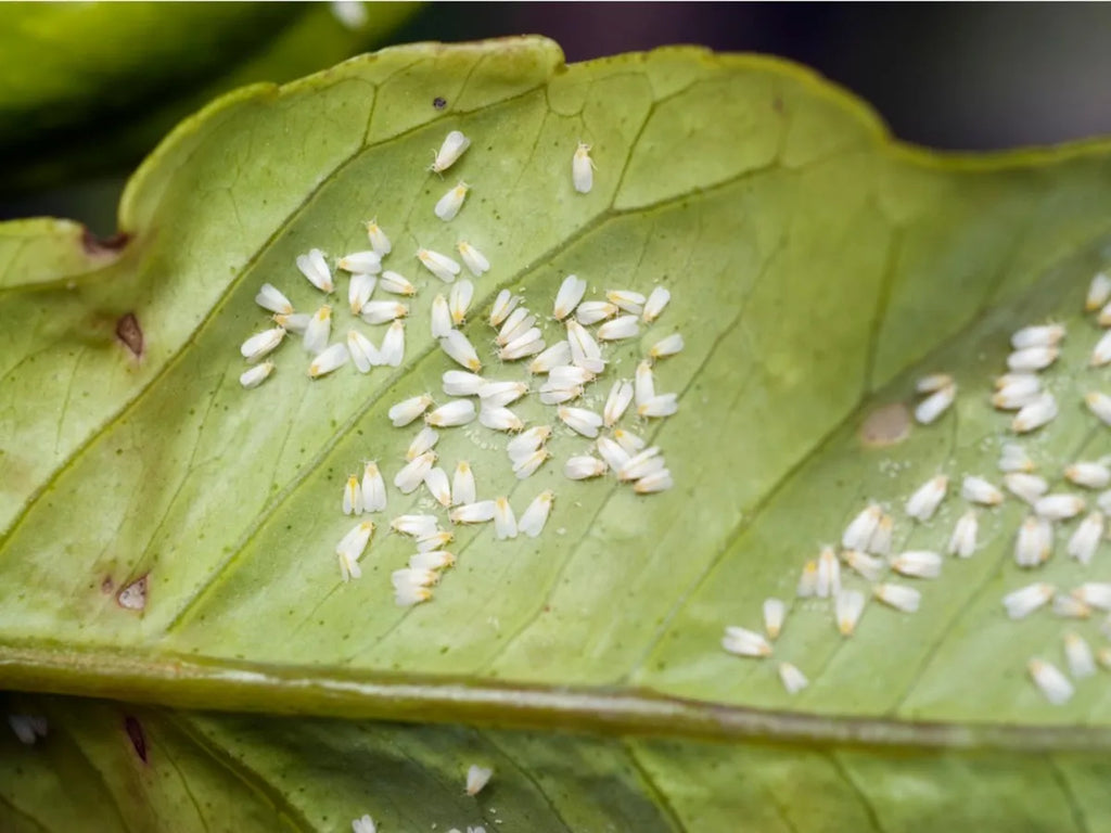 How to Get Rid of Whiteflies?