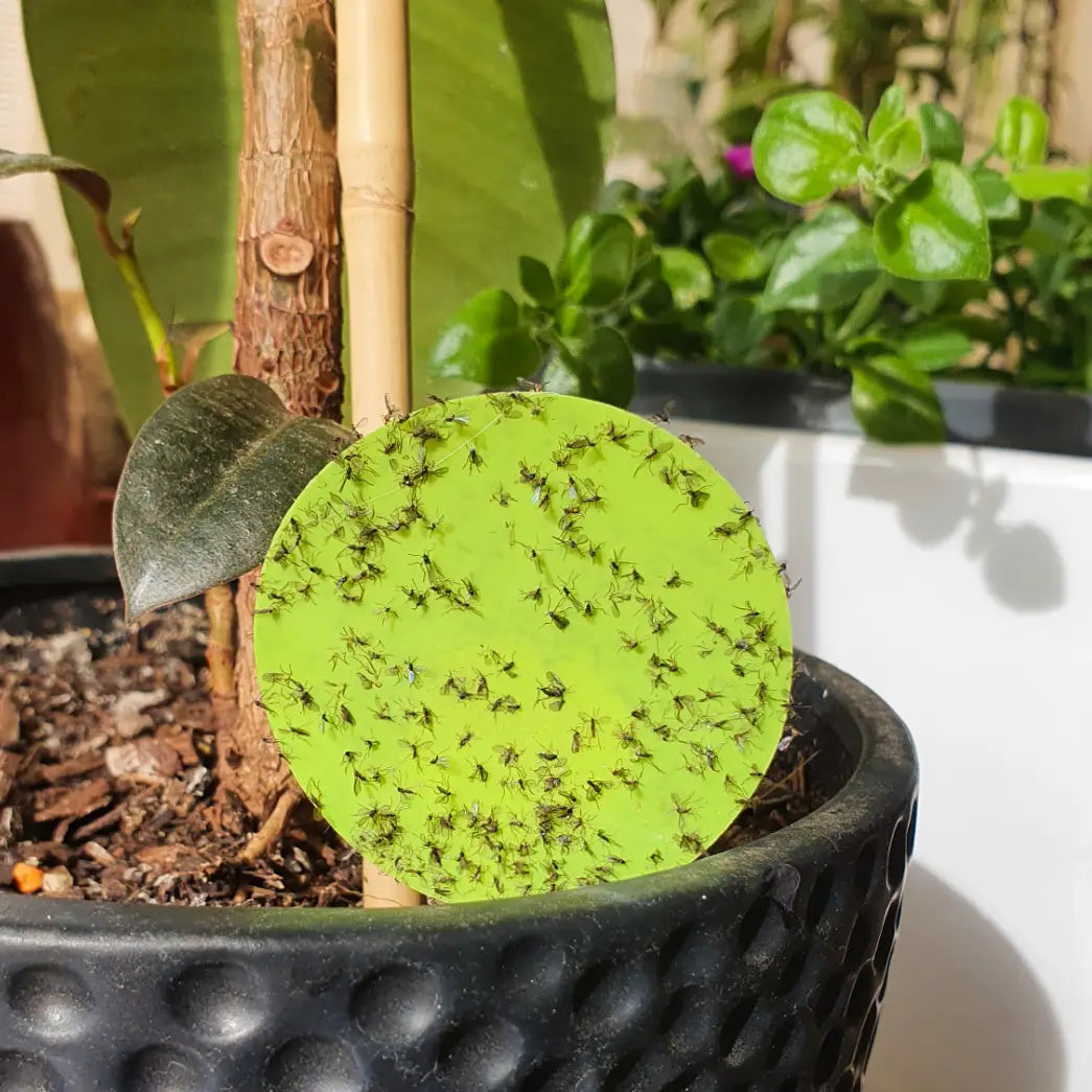 sticky traps for indoor plants Essential Sticky Traps