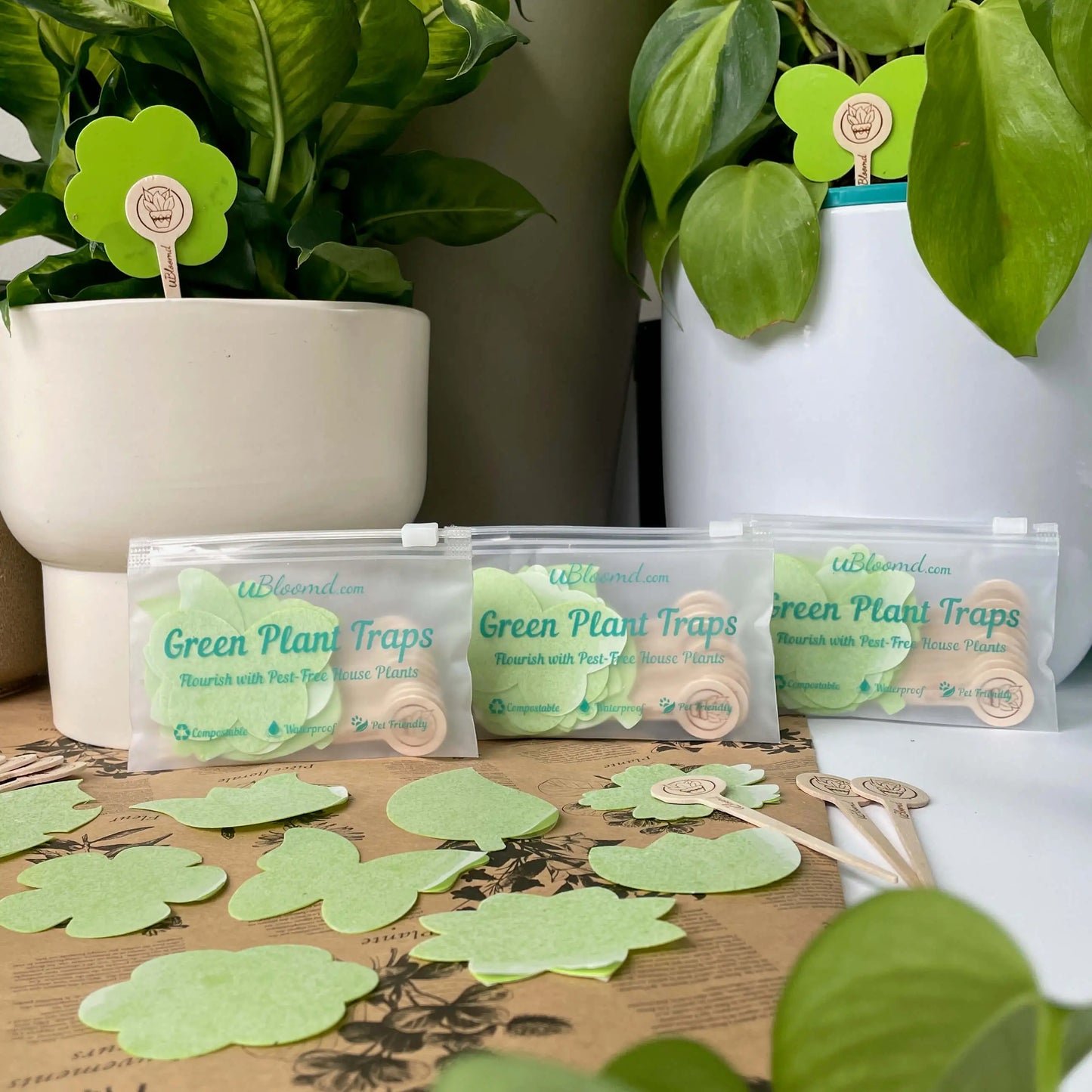Pest Wizard Houseplant Pest Trap Kit for Sale–Grow Organic